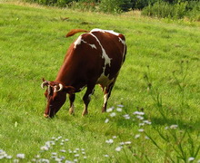 В Україні на 2,3% скоротилося поголів’я корів